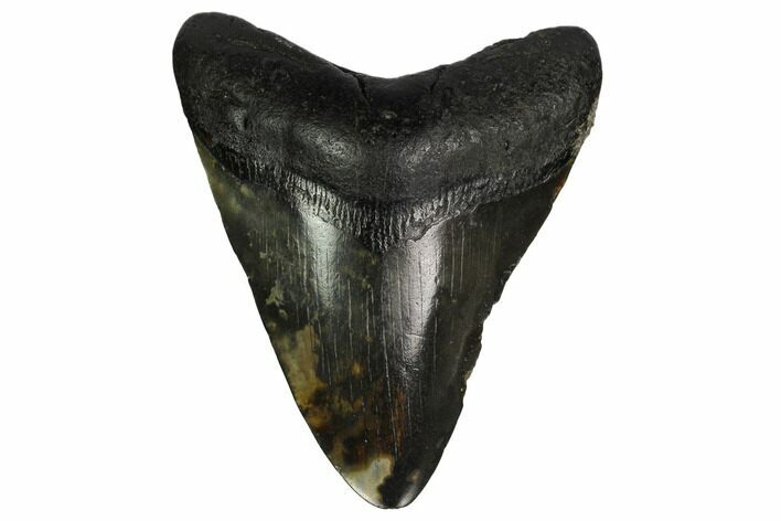 Fossil Megalodon Tooth - South Carolina #164964